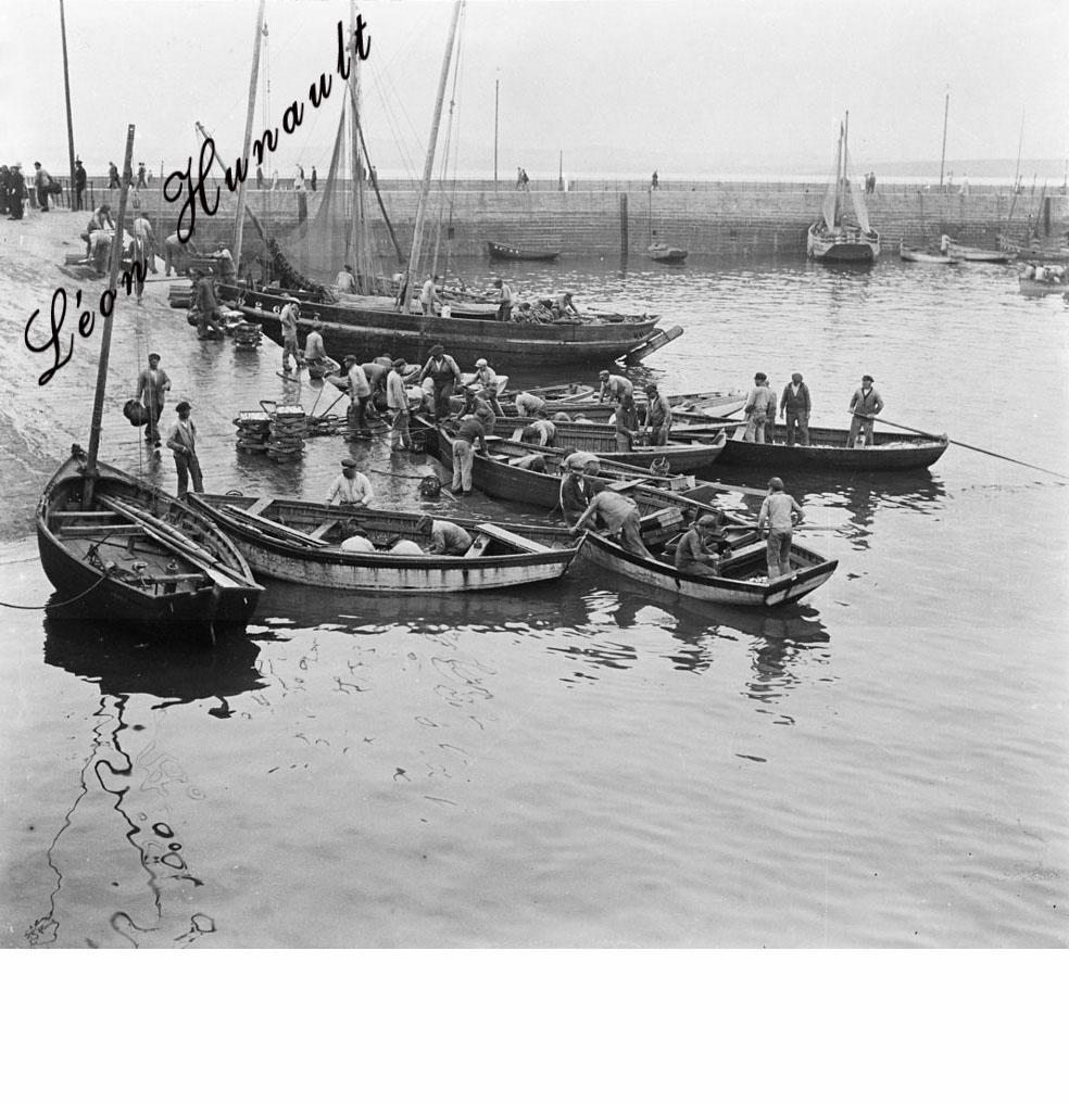 11 déchargement des sardines au port de Douarnenez